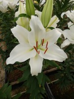 [5519 PO19 OT WIT 11-41-29 No02.JPG]